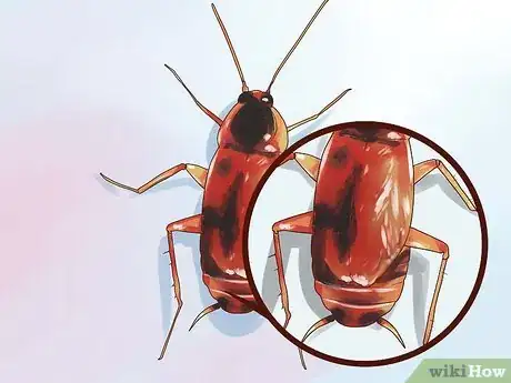 Imagen titulada Identify a Cockroach Step 2
