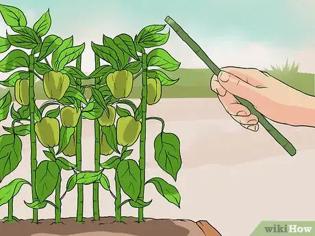 Imagen titulada Grow Green Peppers Step 12