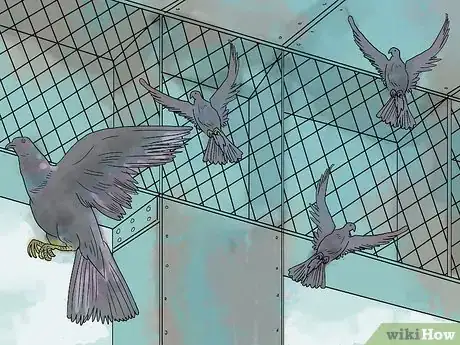 Imagen titulada Trap Pigeons Step 2