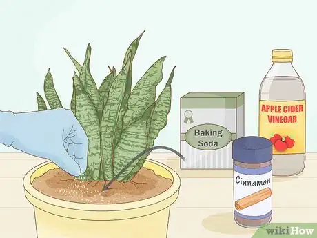 Imagen titulada Get Rid of Mold on Houseplants Step 3