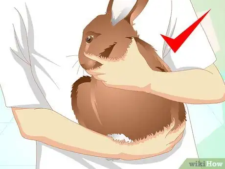 Imagen titulada Deliver Oral Medication to Rabbits Step 11