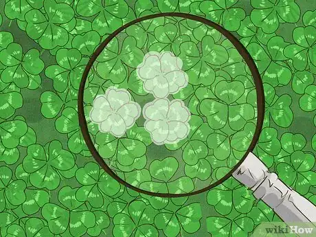 Imagen titulada Find a Four Leaf Clover Step 8