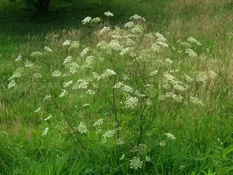 Imagen titulada Water Hemlock in full bloom