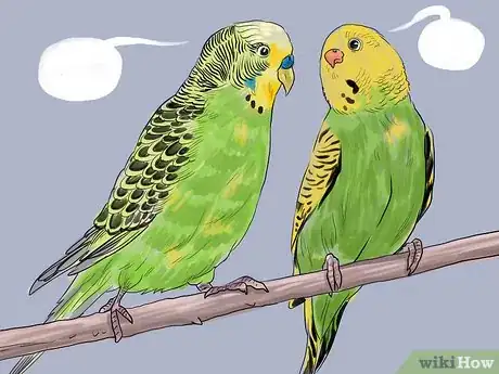 Imagen titulada Teach Parakeets to Talk Step 1