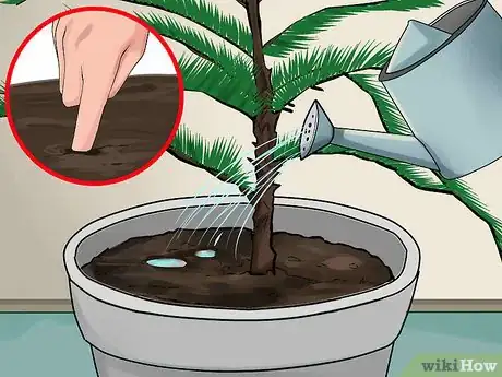 Imagen titulada Care for a Norfolk Pine Step 2