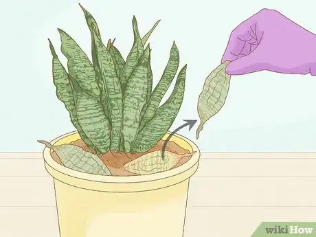 Imagen titulada Get Rid of Mold on Houseplants Step 4