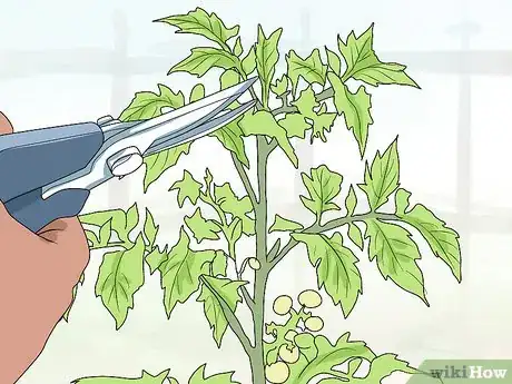 Imagen titulada Prune Patio Tomatoes Step 7