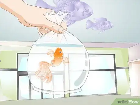 Imagen titulada Tell if Your Goldfish Is an Adult Step 8