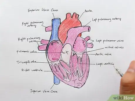 Imagen titulada Draw the Internal Structure of the Heart Step 16