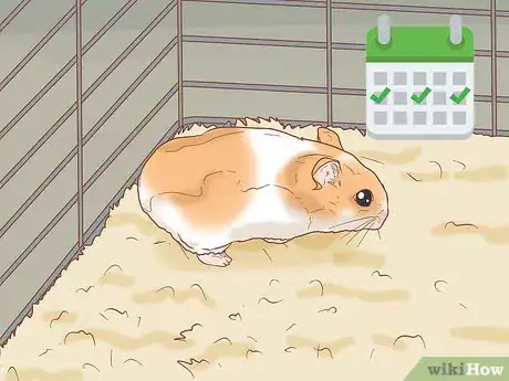 Imagen titulada Tame Your Winter White Hamster Step 1