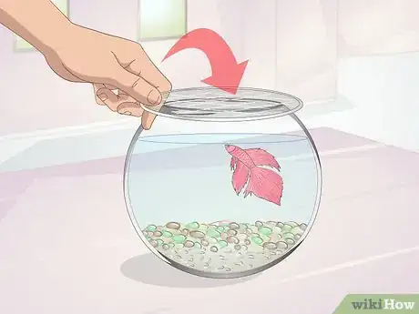 Imagen titulada Teach Your Betta to Jump Step 11