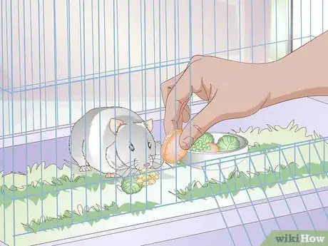 Imagen titulada Get a Hamster to Sleep Step 3