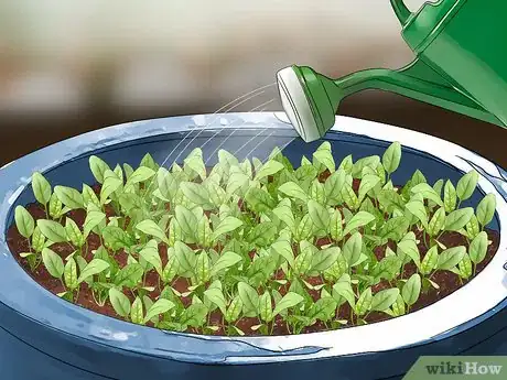 Imagen titulada Plant Spinach in Pots Step 10