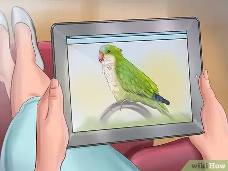 Imagen titulada Take Care of a Quaker Parrot Step 3