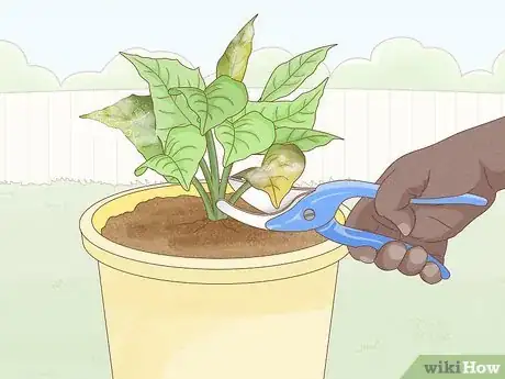 Imagen titulada Get Rid of Mold on Houseplants Step 8