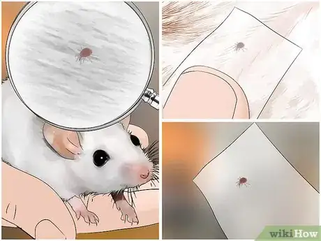 Imagen titulada Get Rid of Mites on Pet Mice Step 9