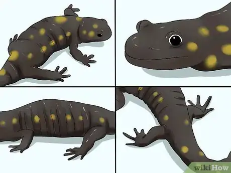 Imagen titulada Catch a Salamander Step 7