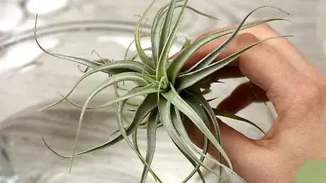 Imagen titulada Make an Air Plant Terrarium Step 15