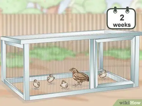 Imagen titulada Care for Quail Chicks Step 15