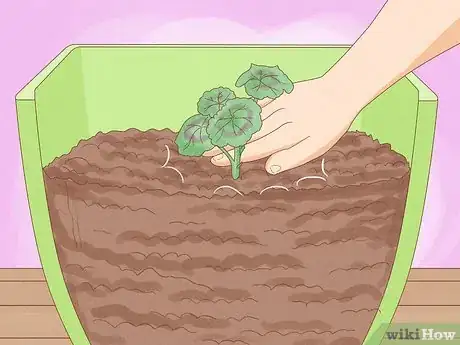 Imagen titulada Grow Geraniums in Pots Step 14