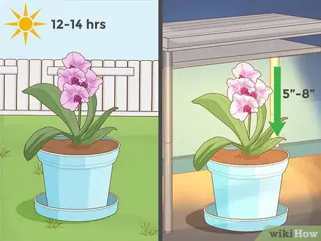 Imagen titulada Plant Orchids in a Pot Step 8