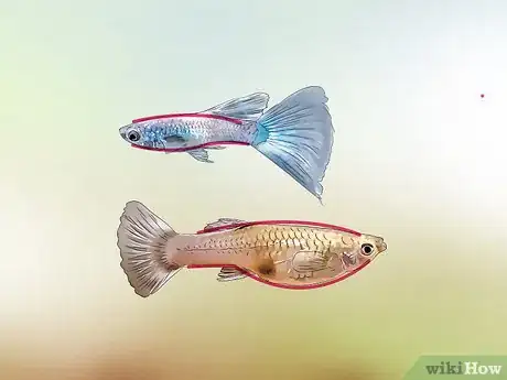 Imagen titulada Identify Male and Female Guppies Step 1