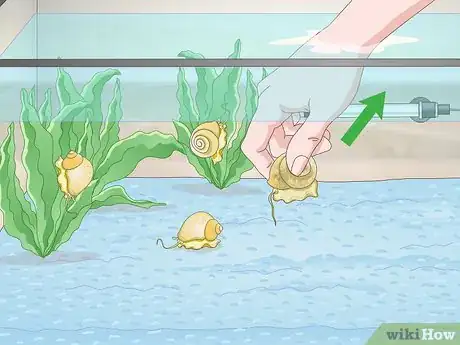 Imagen titulada Take Care of an Apple Snail Step 14