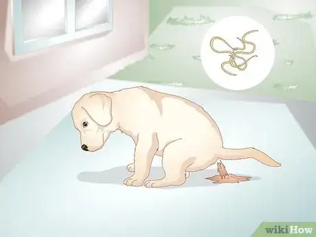 Imagen titulada Know Your Puppy Has Worms Step 1