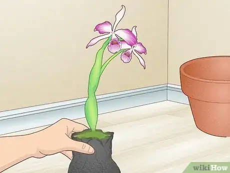 Imagen titulada Grow Orchids Step 1