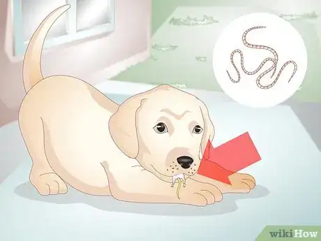 Imagen titulada Know Your Puppy Has Worms Step 4