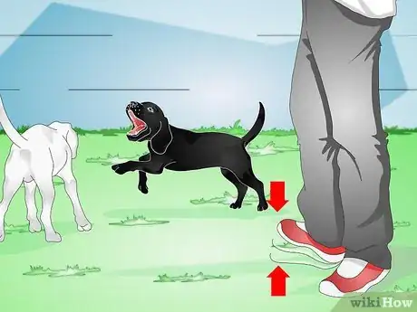 Imagen titulada Train a Naughty Labrador Step 12