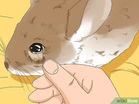 Imagen titulada Treat Eye Irritations in Chinchillas Step 2