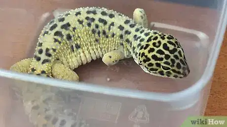 Imagen titulada Clean a Leopard Geckos Tank Step 12