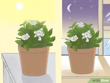 Imagen titulada Raise Gardenias in Pots Step 7