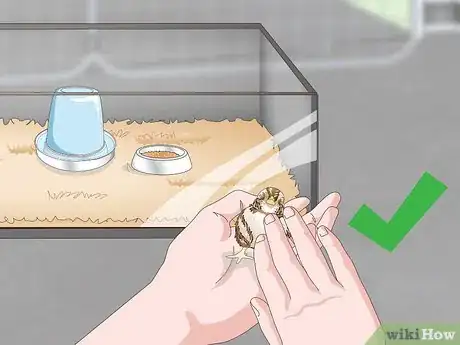 Imagen titulada Care for Quail Chicks Step 13