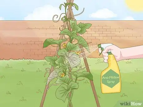 Imagen titulada Grow Cucumbers in Pots Step 21