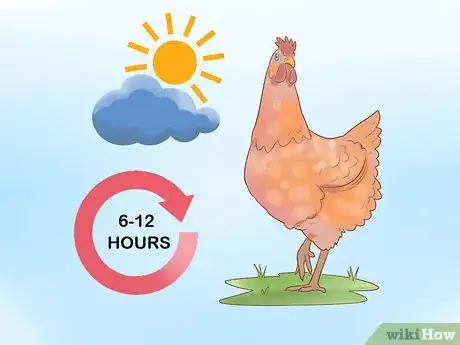 Imagen titulada Tell when a Hen Is Ready to Lay Step 8