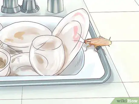 Imagen titulada Identify a Cockroach Step 8