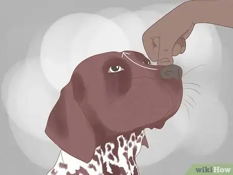 Imagen titulada Massage a Dog to Poop Step 10