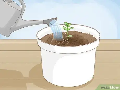 Imagen titulada Grow Mint Indoors Step 8