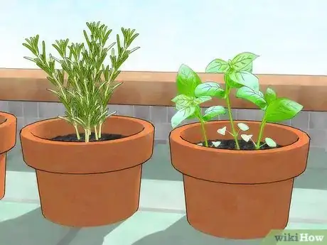 Imagen titulada Use Plants to Keep Mosquitoes Away Step 3