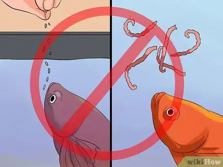 Imagen titulada Cure Betta Fish Diseases Step 13