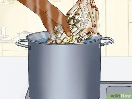 Imagen titulada Cook Spider Crab Step 4