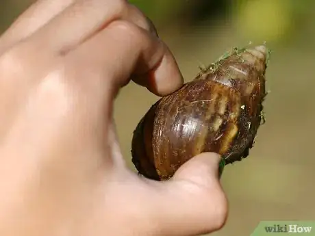 Imagen titulada Get Rid of Slugs and Snails With Yeast Step 4