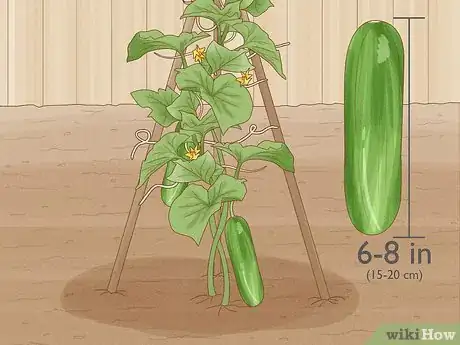 Imagen titulada Grow Cucumbers Step 20