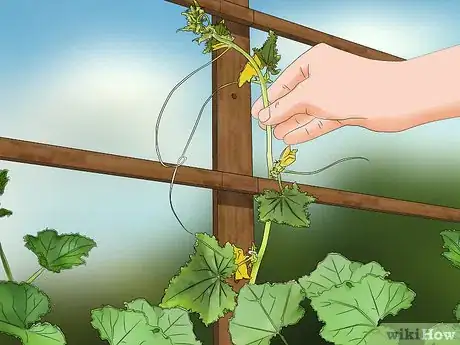 Imagen titulada Prune Cucumber Plants Step 8