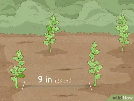 Imagen titulada Grow Parsley from Cuttings Step 11