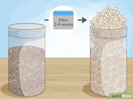 Imagen titulada Grow Enoki Mushrooms Step 5