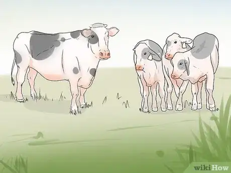 Imagen titulada Tell if a Cow or Heifer Is Pregnant Step 8