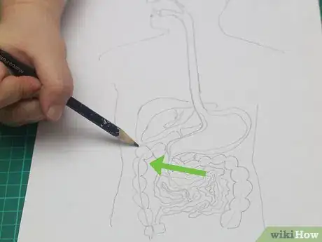 Imagen titulada Draw a Model of the Digestive System Step 14